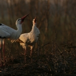 De Ooievaar De Ooievaar