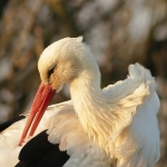 De Ooievaar De Ooievaar