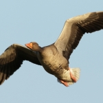 Vogels Vogels