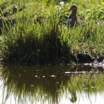 Natuur Natuur