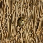 Vogels Vogels
