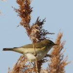 Vogels Vogels