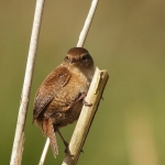 Vogels Vogels