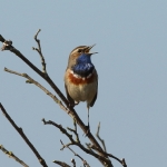 Vogels Vogels
