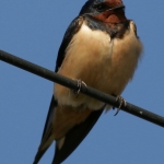 Natuur Natuur