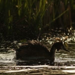 Natuur Natuur