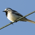Vogels Vogels