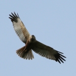 Vogels Vogels