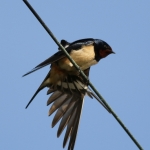 Natuur Natuur