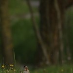 Natuur Natuur