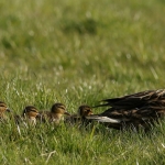 Natuur Natuur