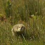 Natuur Natuur