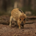 De Veluwe De Veluwe