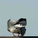 Vogels Vogels