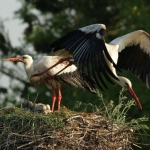 De Ooievaar De Ooievaar