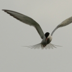 Vogels Vogels