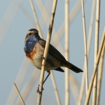 Vogels Vogels