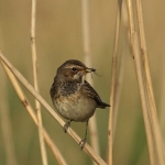 Vogels Vogels