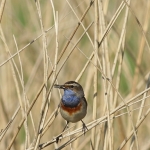 Vogels Vogels