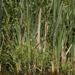 Natuur Natuur