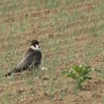Vogels Vogels