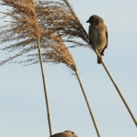 Vogels Vogels