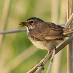 Vogels Vogels