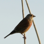 Vogels Vogels