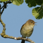 Vogels Vogels