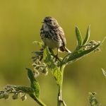 Vogels Vogels