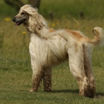 Honden Honden