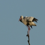 De Ooievaar De Ooievaar