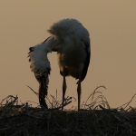 De Ooievaar De Ooievaar