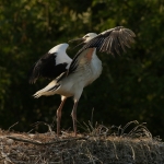 De Ooievaar De Ooievaar