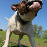 Honden Honden