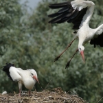 De Ooievaar De Ooievaar