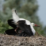 De Ooievaar De Ooievaar