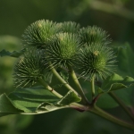 Natuur Natuur