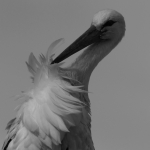De Ooievaar De Ooievaar