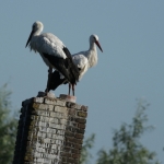 De Ooievaar De Ooievaar