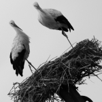 De Ooievaar De Ooievaar