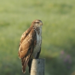 De Buizerd De Buizerd