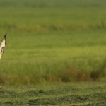 De Buizerd De Buizerd