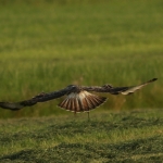 De Buizerd De Buizerd