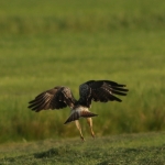 De Buizerd De Buizerd