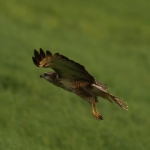 De Buizerd De Buizerd