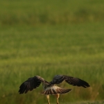 De Buizerd De Buizerd