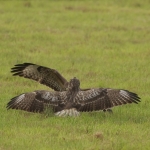 De Buizerd De Buizerd