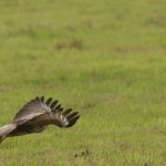 De Buizerd De Buizerd