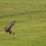 De Buizerd De Buizerd